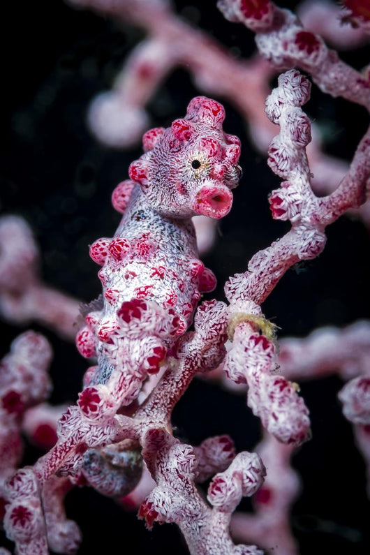Bargibant's Pygmy Seahorse Bohol Head Wall Decal