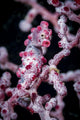 Bargibant's Pygmy Seahorse Bohol Head Wall Decal