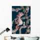 Bargibant's Pygmy Seahorse Bohol Wall Decal