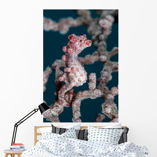 Bargibant's Pygmy Seahorse Bohol Wall Decal