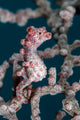 Bargibant's Pygmy Seahorse Bohol Wall Decal