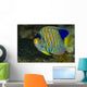 Regal Angelfish Bohol Sea Wall Decal