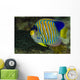 Regal Angelfish Bohol Sea Wall Decal
