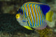 Regal Angelfish Bohol Sea Wall Decal