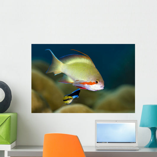 Female Scalefin Anthias Fish Wall Decal