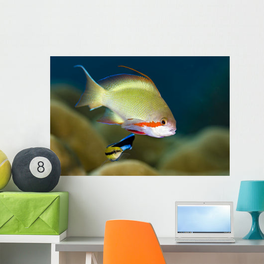 Female Scalefin Anthias Fish Wall Decal