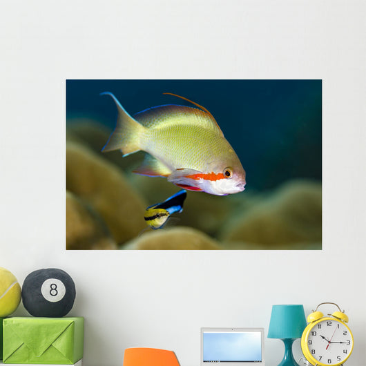 Female Scalefin Anthias Fish Wall Decal