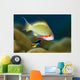 Female Scalefin Anthias Fish Wall Decal