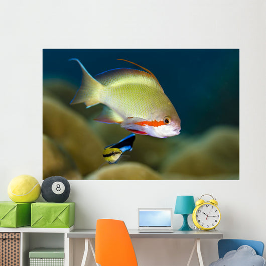 Female Scalefin Anthias Fish Wall Decal