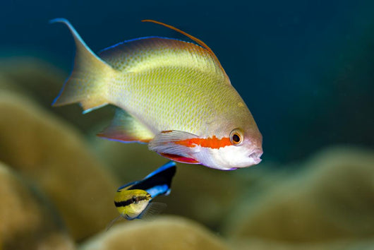 Female Scalefin Anthias Fish Wall Decal