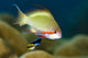 Female Scalefin Anthias Fish Wall Decal