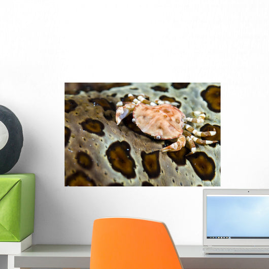 Crab Top Sea Cucumber Wall Decal