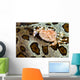 Crab Top Sea Cucumber Wall Decal