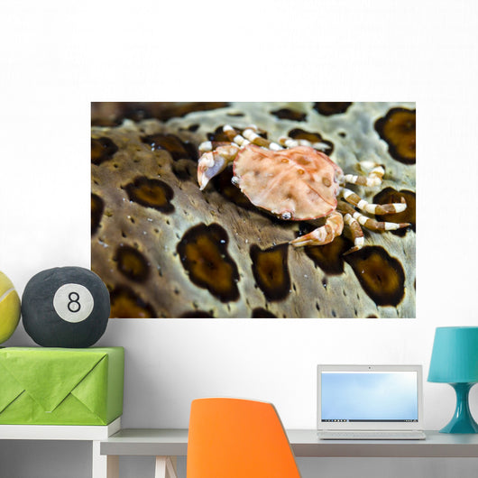 Crab Top Sea Cucumber Wall Decal