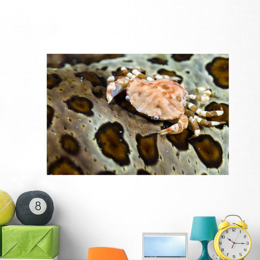 Crab Top Sea Cucumber Wall Decal