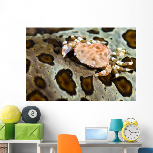 Crab Top Sea Cucumber Wall Decal