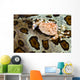 Crab Top Sea Cucumber Wall Decal
