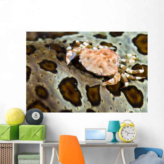 Crab Top Sea Cucumber Wall Decal