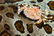 Crab Top Sea Cucumber Wall Decal