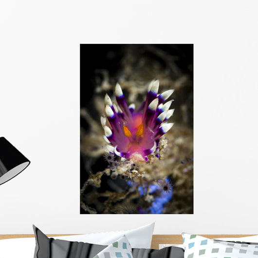 Desirable Flabellina Nudibranch Milne Wall Decal