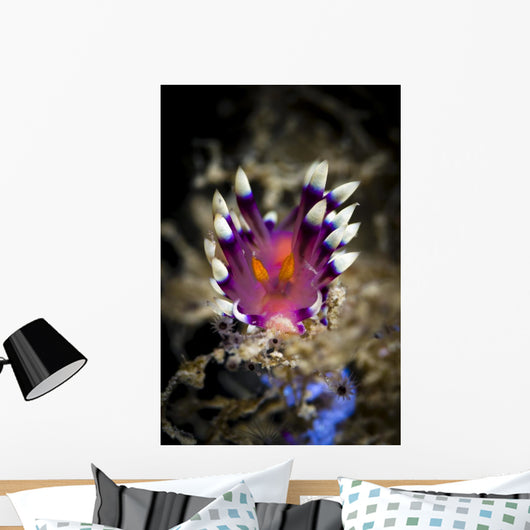 Desirable Flabellina Nudibranch Milne Wall Decal