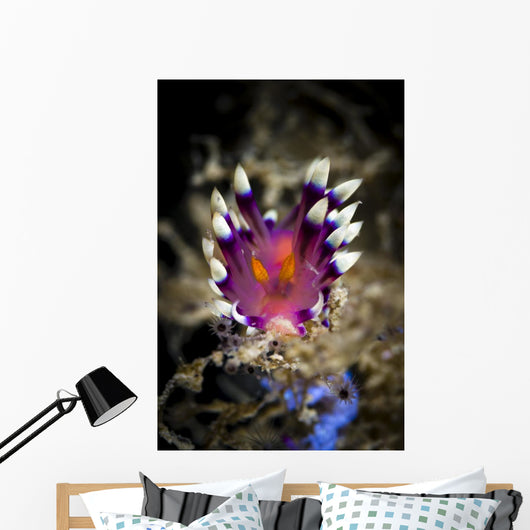 Desirable Flabellina Nudibranch Milne Wall Decal