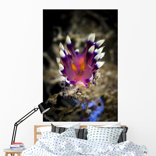 Desirable Flabellina Nudibranch Milne Wall Decal