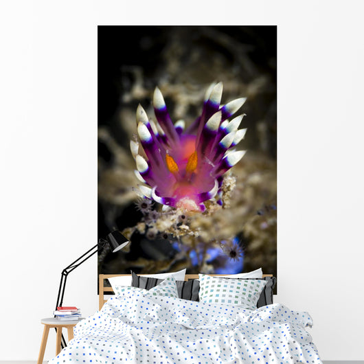 Desirable Flabellina Nudibranch Milne Wall Decal