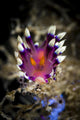 Desirable Flabellina Nudibranch Milne Wall Decal