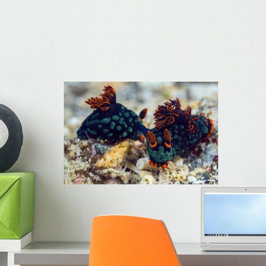 Mating Kubaryana's Nembrotha Nudibranch Wall Decal