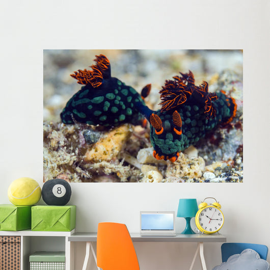 Mating Kubaryana's Nembrotha Nudibranch Wall Decal