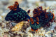 Mating Kubaryana's Nembrotha Nudibranch Wall Decal