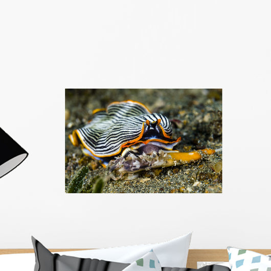 Undescribed Armina Nudibranch Milne Wall Decal