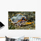 Undescribed Armina Nudibranch Milne Wall Decal