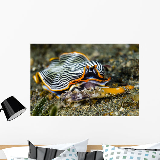 Undescribed Armina Nudibranch Milne Wall Decal