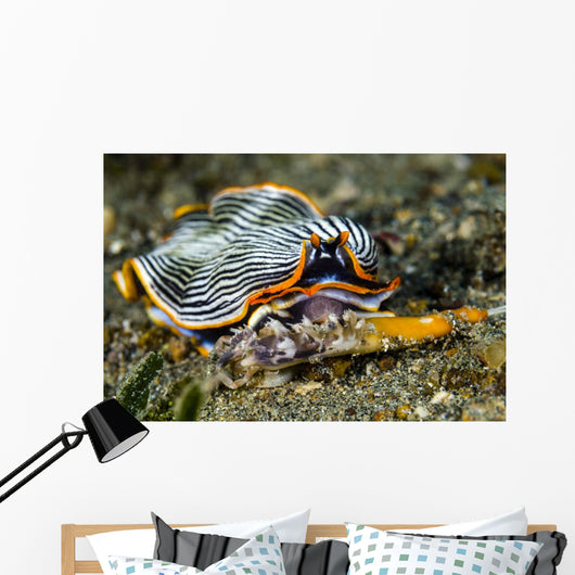 Undescribed Armina Nudibranch Milne Wall Decal