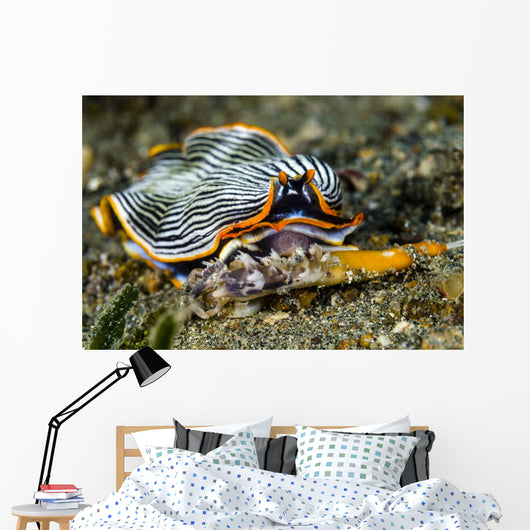 Undescribed Armina Nudibranch Milne Wall Decal