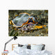 Undescribed Armina Nudibranch Milne Wall Decal