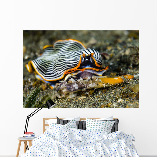Undescribed Armina Nudibranch Milne Wall Decal