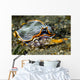 Undescribed Armina Nudibranch Milne Wall Decal