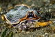 Undescribed Armina Nudibranch Milne Wall Decal