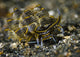 Black-lined Sapsucking Slug Milne Wall Decal