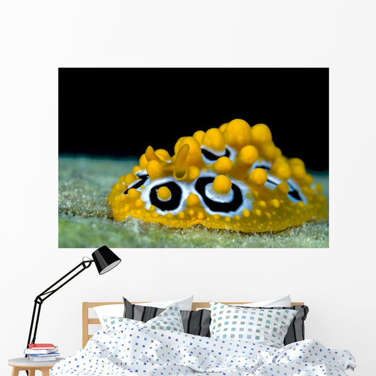 Ocellated Phyllidia Nudibranch Milne Close-up Wall Decal