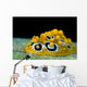 Ocellated Phyllidia Nudibranch Milne Close-up Wall Decal