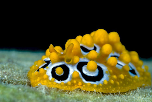 Ocellated Phyllidia Nudibranch Milne Close-up Wall Decal