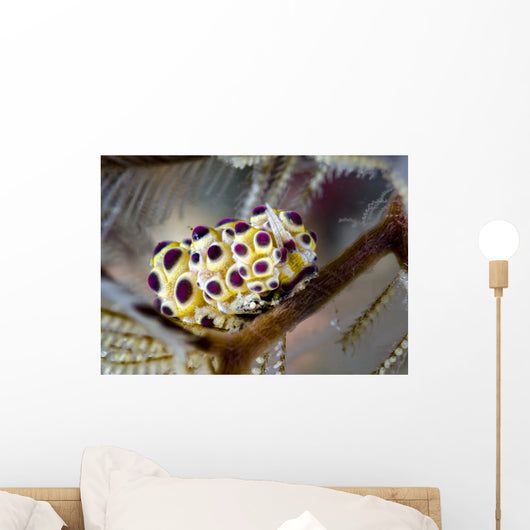Undescribed Doto Nudibranch Milne Close-up Wall Decal