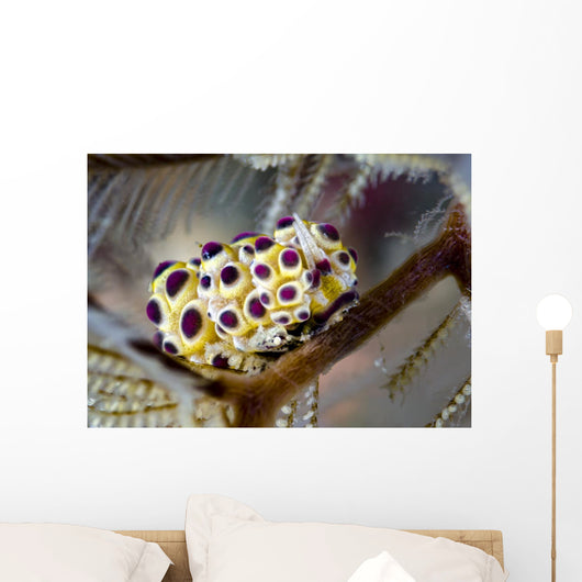 Undescribed Doto Nudibranch Milne Close-up Wall Decal