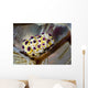 Undescribed Doto Nudibranch Milne Close-up Wall Decal