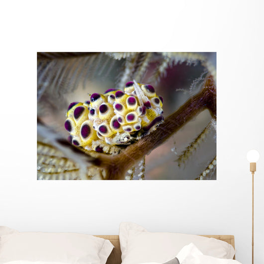 Undescribed Doto Nudibranch Milne Close-up Wall Decal