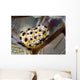 Undescribed Doto Nudibranch Milne Close-up Wall Decal
